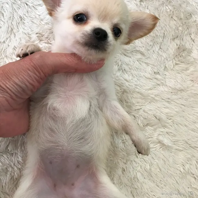 ID:1710-01008の子犬