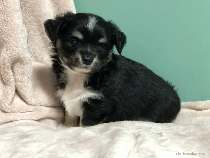 ID：1907-02390の子犬