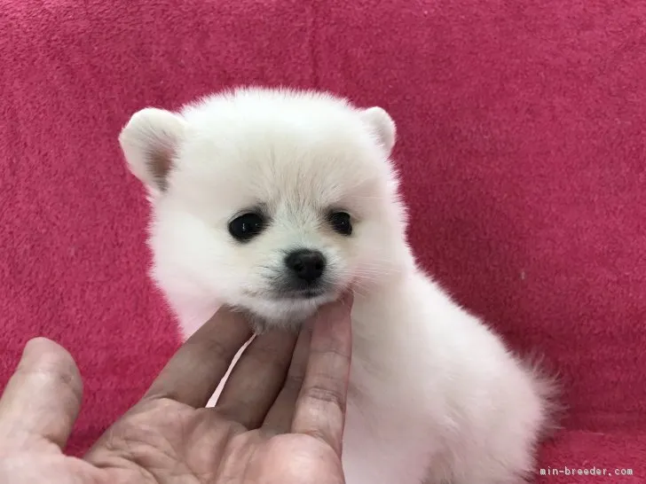 ID:1706-00896の子犬