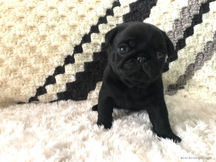 ID：1803-00035の子犬