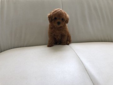 トイプードル(ティーカップ)【愛知県・女の子・2019年6月17日・アプリコット】の写真「マズルの短いスペシャルな女の子❤︎PRA検査済み」