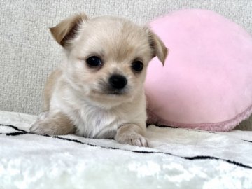 チワワ(ロング)【愛知県・男の子・2020年9月28日・クリーム】の写真「食育推進ムチムチなイケメンくん(PRAクリア)」