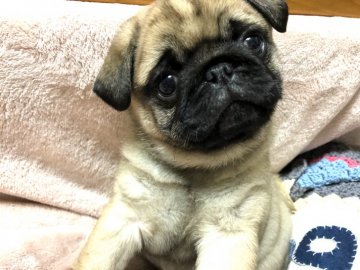 パグ【愛知県・男の子・2018年1月31日・フォーン】の写真「総勢血族120匹パグ脳炎なし！」