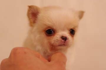 チワワ(ロング)【愛知県・男の子・2021年11月19日・クリームホワイト】の写真「甘えん坊、ドワーフの男の子です♂(PRAクリア)」