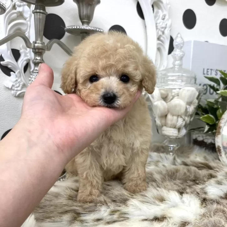 ID:2505-07764の子犬