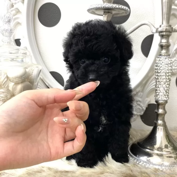 ID：2509-02439の子犬