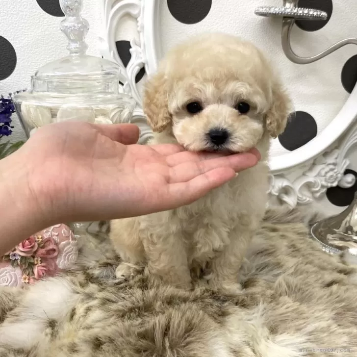 ID：2503-08173の子犬