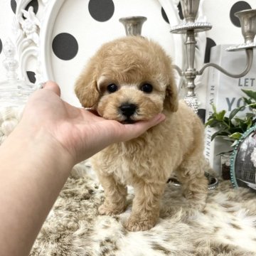 トイプードル(タイニー)【京都府・女の子・2025年1月14日・アプリコット】の写真「✨超〜可愛すぎる✨お目目クリクリ可愛い3姉妹💕」