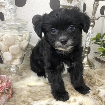 チワドル【京都府・男の子・2025年9月1日・ブラック&ホワイト】の写真「お顔の可愛い🩷チワドル3兄妹✨」