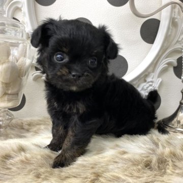 チワドル【京都府・女の子・2025年9月1日・ブラックタン】の写真「お顔の可愛い🩷チワドル3兄妹✨」