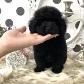 タイニープードル