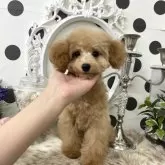 ティーカッププードル