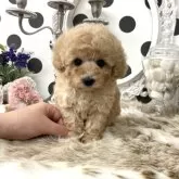 タイニープードル