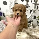 タイニープードル