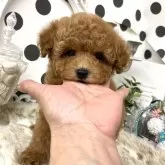 タイニープードル