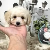 タイニープードル