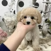 タイニープードル