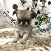 チワワ(ロング)