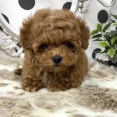 トイプードル(ティーカップ)