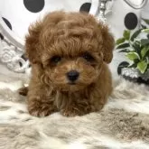 ティーカッププードル