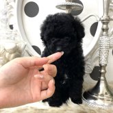 トイプードル(ティーカップ)