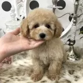 タイニープードル