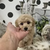 タイニープードル