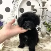 タイニープードル