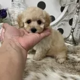 ティーカッププードル
