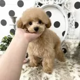 ティーカッププードル【京都府・男の子・2024年11月26日・アプリコット】の写真1