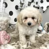タイニープードル【京都府・男の子・2025年8月31日・クリーム】の写真3