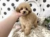 ティーカッププードル【京都府・男の子・2024年11月26日・アプリコット】の写真5
