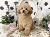 ティーカッププードル【京都府・男の子・2024年11月26日・アプリコット】の写真9