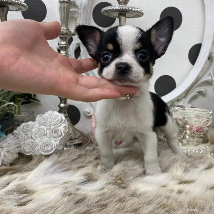 ちじゅ 様のお迎えした子犬