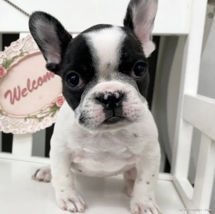 ID：2302-01333の子犬