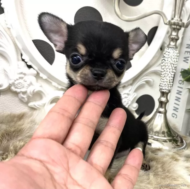 ID：2407-04939の子犬