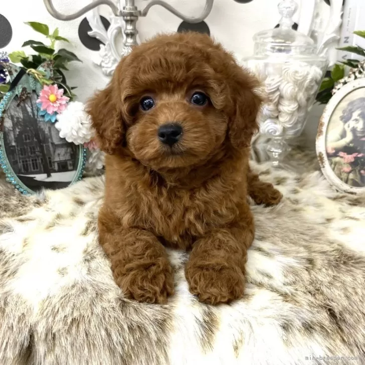 ID:2409-06490の子犬