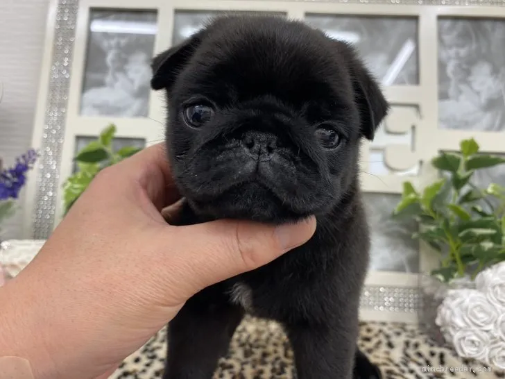 ID:2101-03244の子犬