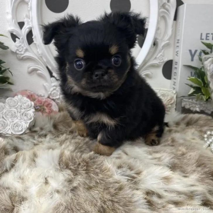 miwa 様のお迎えした子犬