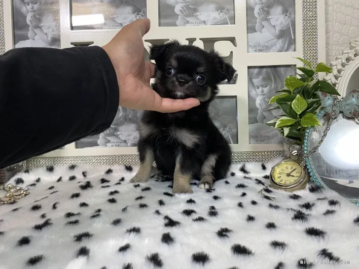 ID:2105-00516の子犬