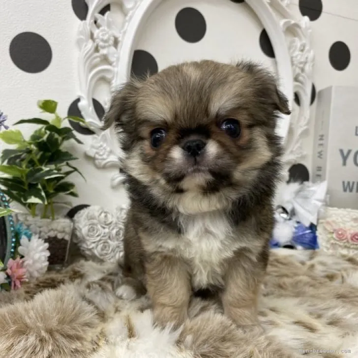 Sammy 様のお迎えした子犬