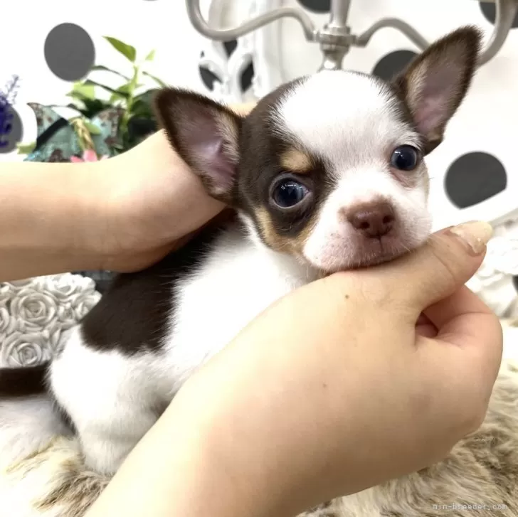 ID:2404-06130の子犬