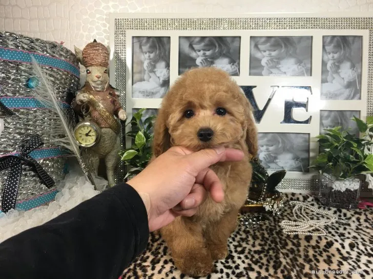 ID：2003-01762の子犬