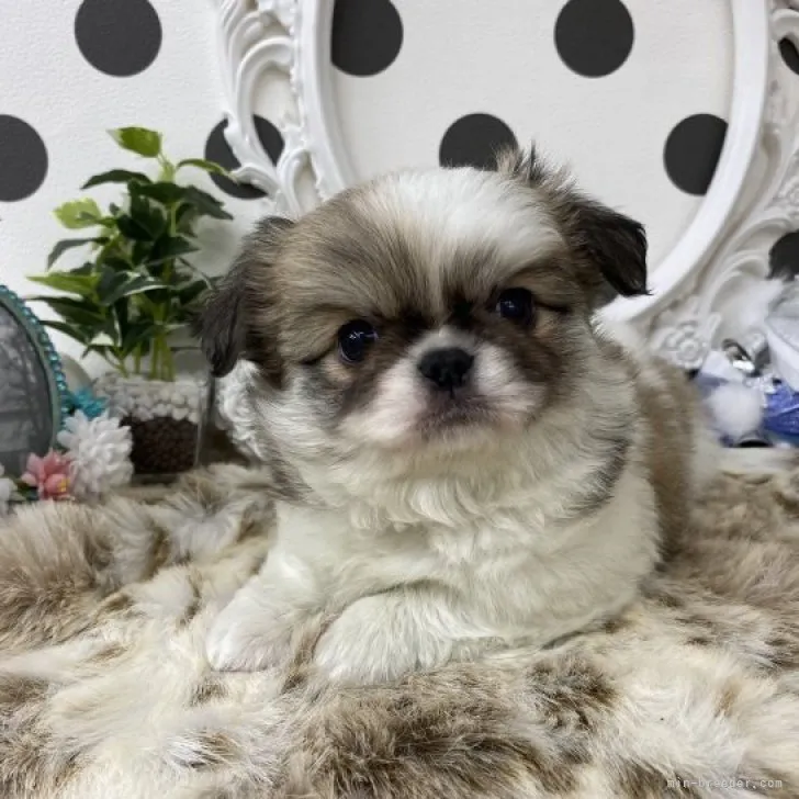 りんべる 様のお迎えした子犬