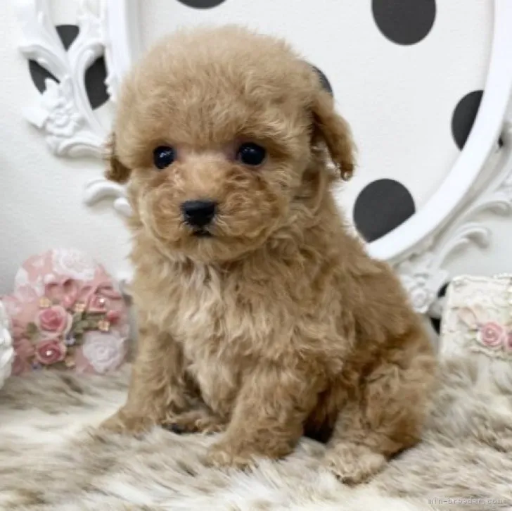 ID：2304-00244の子犬