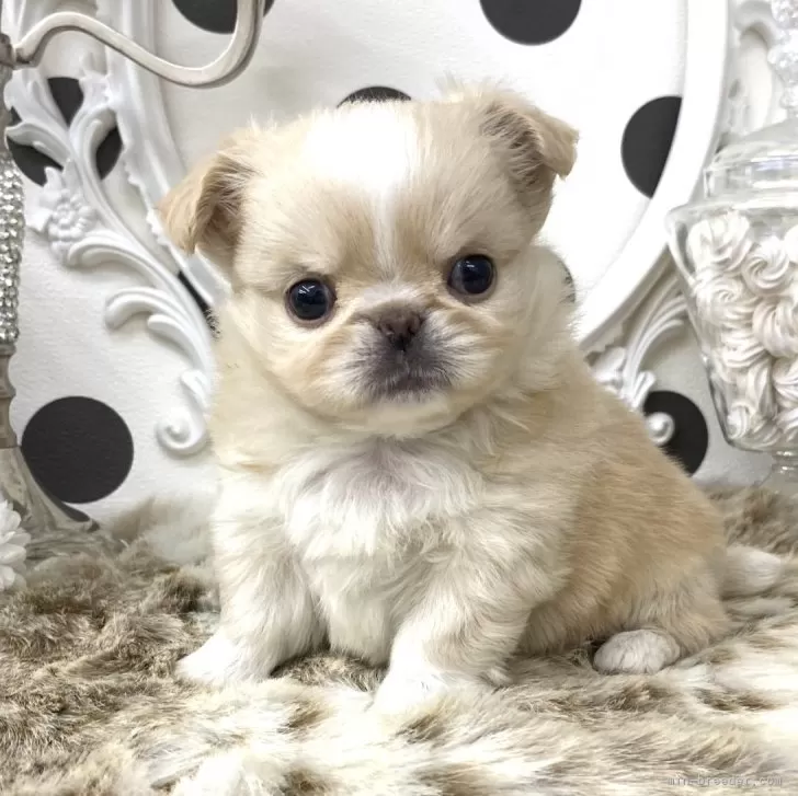 ID:2402-05616の子犬