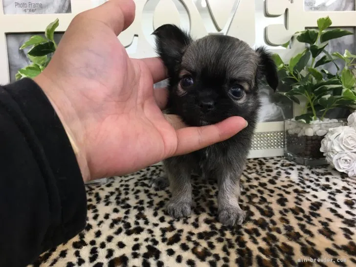 ID:2010-00047の子犬