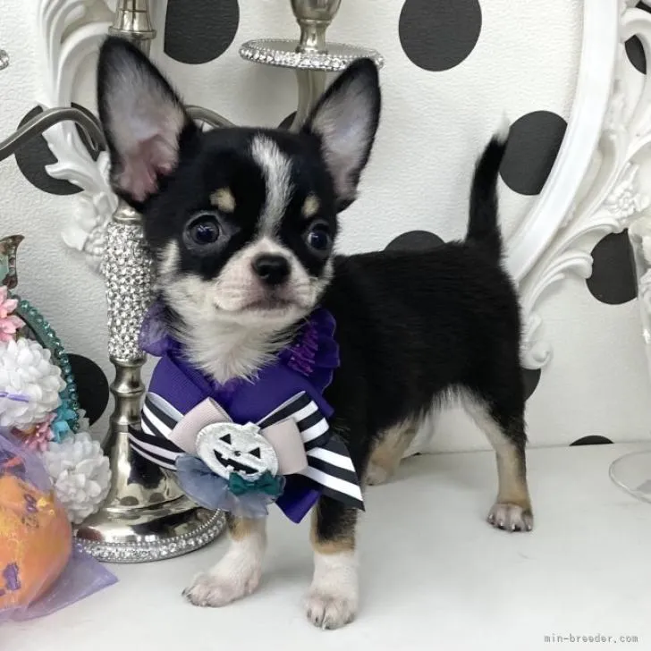 ID：2209-02215の子犬