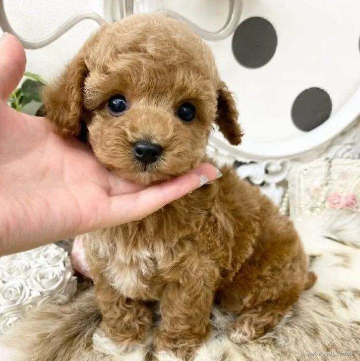 ID:2311-06558の子犬