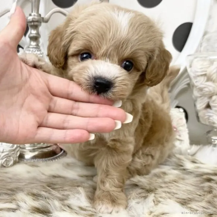 ID：2309-01640の子犬